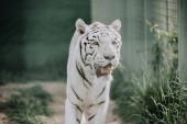 close up view of beautiful white bengal tiger at zoo