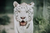 zblízka pohled na krásný bílý tygr bengálský v zoo