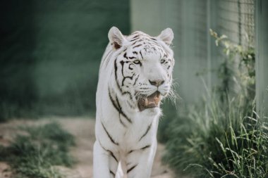 close up view of beautiful white bengal tiger at zoo clipart