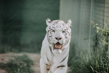 close up view of beautiful white tiger at zoo clipart