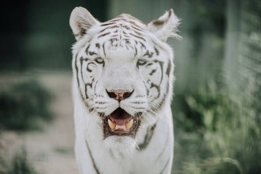 close up view of beautiful white bengal tiger at zoo clipart