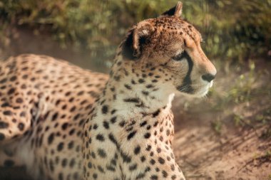 close up view of beautiful cheetah animal looking away at zoo clipart