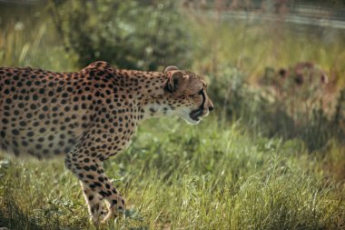 close up view of beautiful cheetah animal at zoo clipart