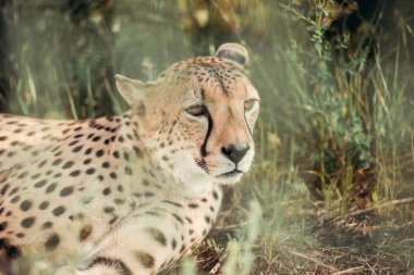 close up view of beautiful cheetah animal resting on green grass at zoo clipart