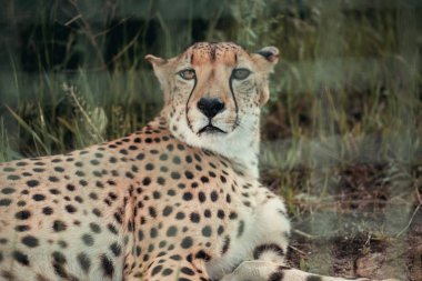 close up view of beautiful cheetah animal resting on green grass at zoo clipart