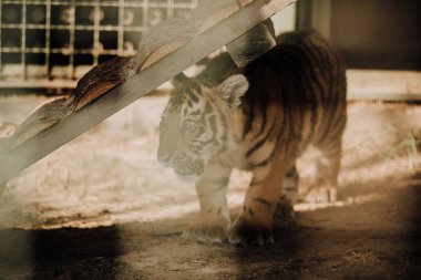 close up view of cute tiger cub at zoo clipart