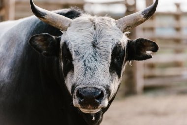 close up view of domesticated bull at zoo