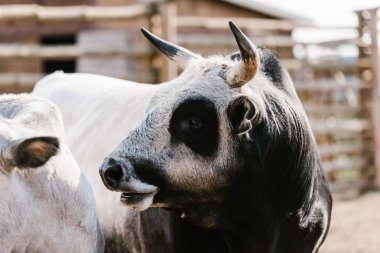 close up view of domesticated bull at zoo clipart