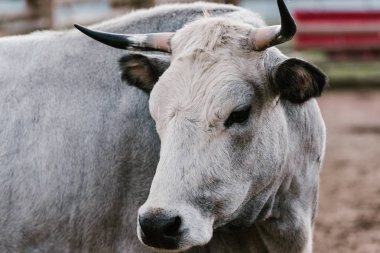 close up view of domesticated bull at zoo clipart