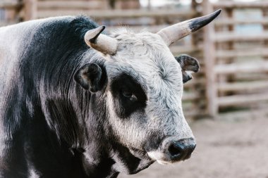 close up view of domesticated bull at zoo clipart