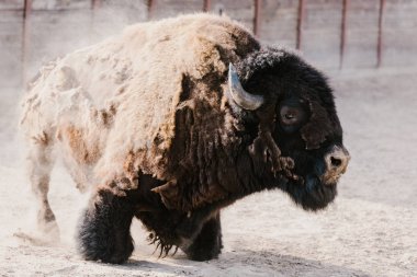 vahşi wisent Hayvanat Bahçesi'nde görünümünü kapat