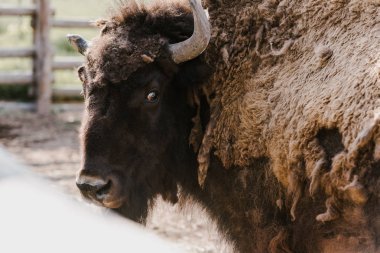 close up view of wild bison at zoo clipart