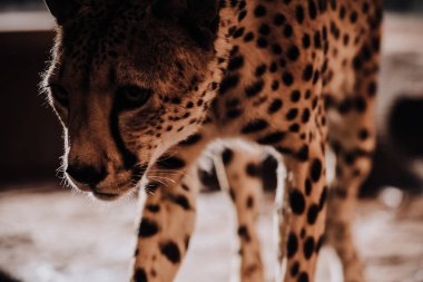 selective focus of beautiful cheetah animal at zoo clipart