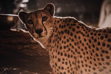 close up view of beautiful cheetah animal at zoo clipart