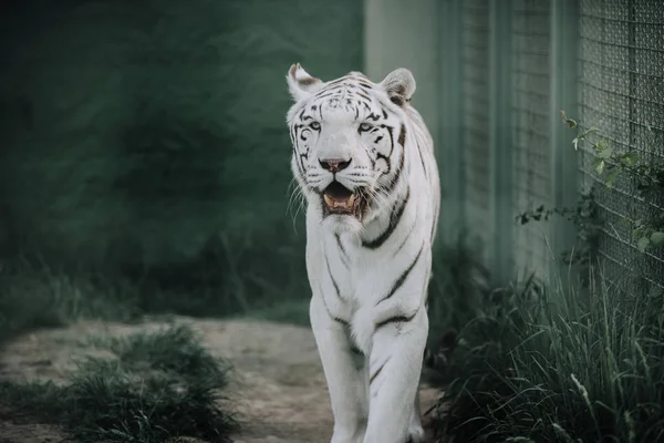 Vista Perto Belo Tigre Bengala Branco Zoológico — Fotografia de Stock