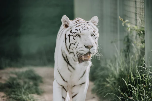 Vista Perto Belo Tigre Bengala Branco Zoológico — Fotografia de Stock