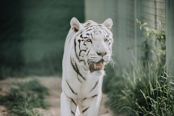 вид на красивого белого бенгальского тигра в зоопарке
