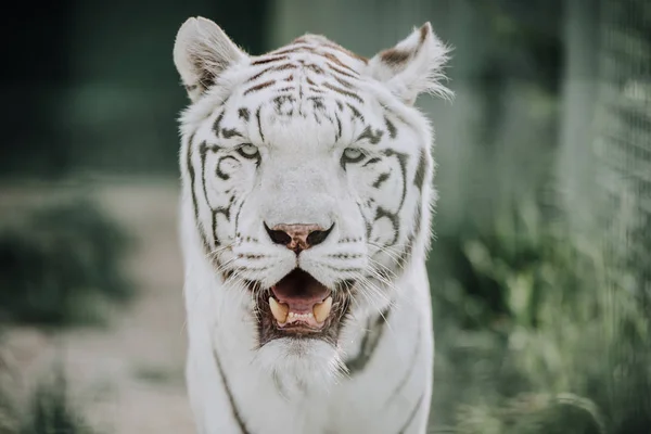 Vista Perto Belo Tigre Bengala Branco Zoológico — Fotografia de Stock