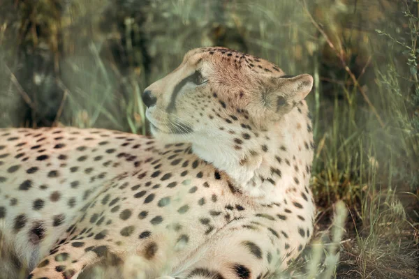 Close View Beautiful Cheetah Animal Resting Green Grass Zoo — Free Stock Photo