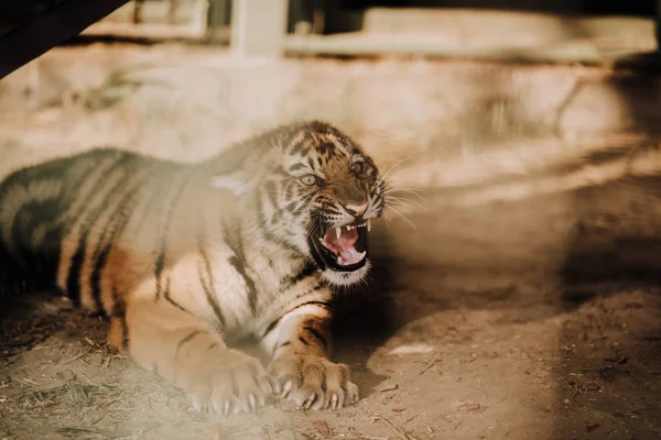 close up view of cute tiger cub at zoo