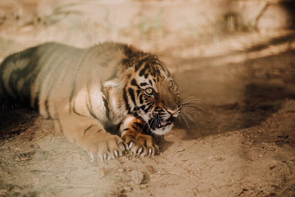 Close up view of cute tiger cub at zoo