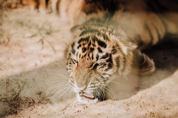 Close Vista Filhote Tigre Bonito Zoológico — Fotografia de Stock