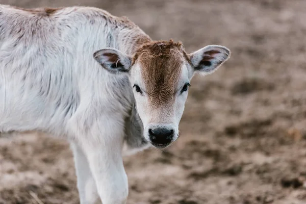 Zbliżenie Ładny Mały Bull Cub Zoo — Zdjęcie stockowe