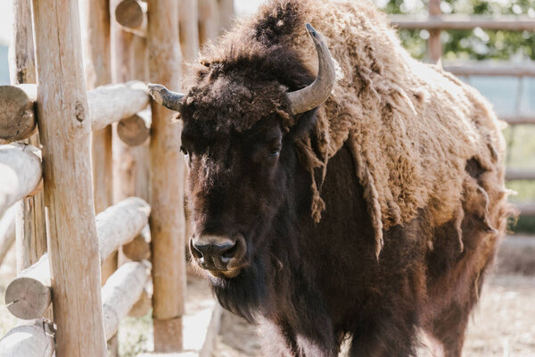 close up view of wild buffalo at zoo
