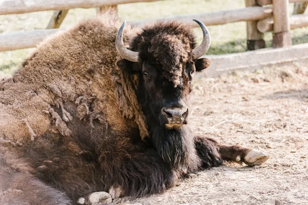 Vue Rapprochée Bison Sauvage Zoo — Photo gratuite