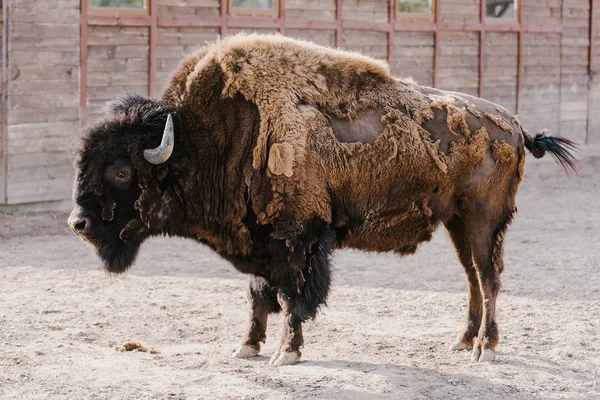 Zamknij Widok Dzikich Bawołów Zoo — Zdjęcie stockowe