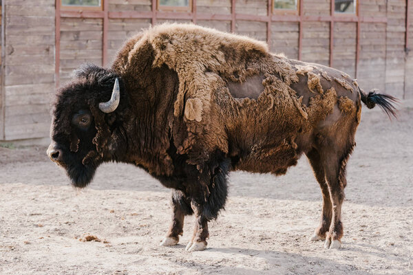 close up view of wild buffalo at zoo
