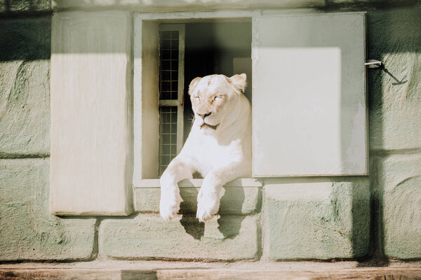 close up view of white lioness resting at zoo