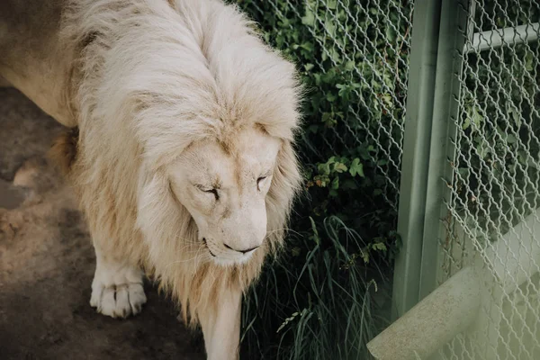 Widok Piękny Afrykański Biały Lew Zoo Bliska — Zdjęcie stockowe