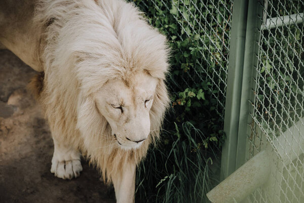 close up view of beautiful african white lion at zoo