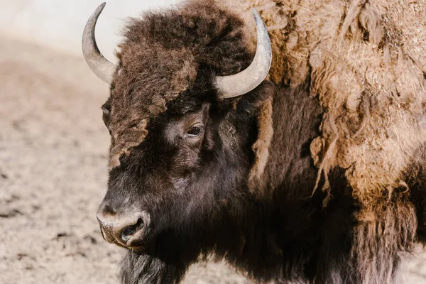 Zamknij Widok Dzikich Bizonów Zoo — Zdjęcie stockowe