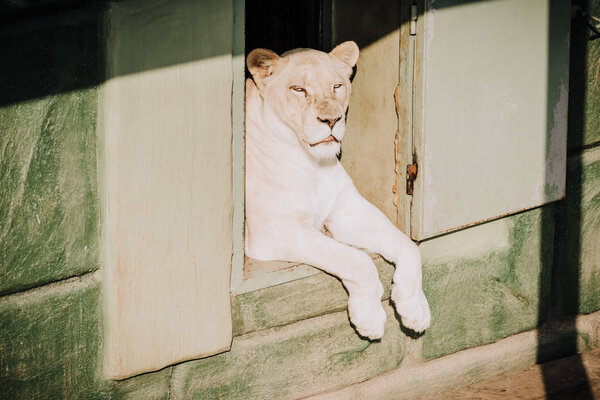 крупным планом зрения белая львица, отдыхая в зоопарке