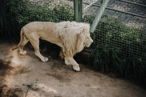 Zár Megjelöl Kilátás Gyönyörű Afrikai Fehér Oroszlán Zoo — Stock Fotó