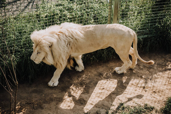 вид на красивого африканского белого льва в зоопарке

