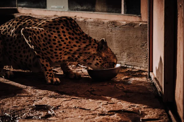 close up view of cheetah animal eating meal at zoo