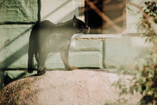 Selective Focus Beautiful Black Panther Zoo — Stock Photo, Image