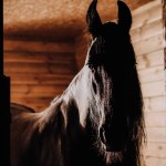Selective focus of beautiful horse in standing stall at zoo