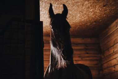 seçici odak ayakta ahır hayvanat bahçesindeki güzel at