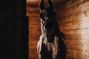 seçici odak diş ayakta ahır Hayvanat Bahçesi'nde gösterilen at