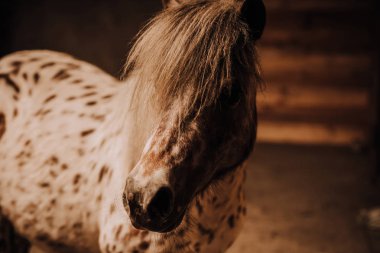 seçici odak ayakta ahır hayvanat bahçesindeki güzel Pony