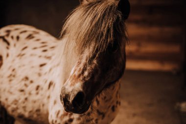 selective focus of beautiful pony in standing stall at zoo clipart