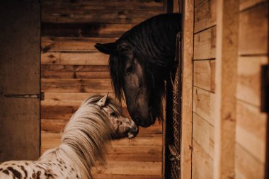 selective focus of beautiful horse and pony in standing stall at zoo clipart