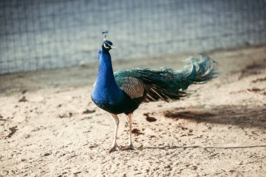 Hayvanat Bahçesi'nde renkli eşarplı güzel Pavo görünümünü kapat