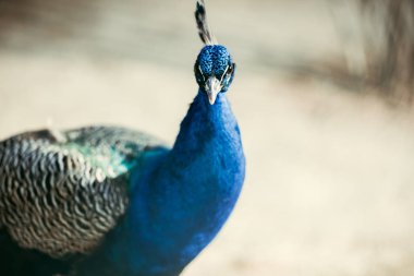 close up view of beautiful peacock with colorful feathers at zoo clipart