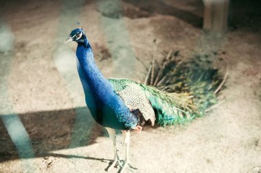 close up view of beautiful peacock with colorful feathers at zoo clipart
