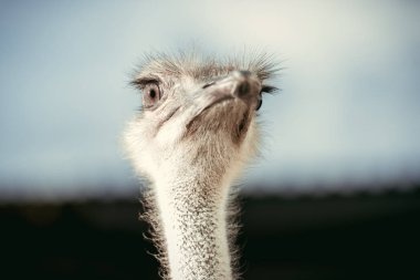 selective focus of beautiful ostrich with blurred background clipart